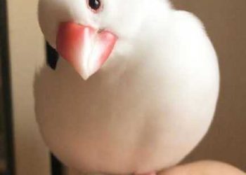 Besides cats, dogs, lizards, spiders, snakes, hamsters, chinchillas, what else can you keep as pets?