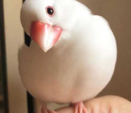 Besides cats, dogs, lizards, spiders, snakes, hamsters, chinchillas, what else can you keep as pets?