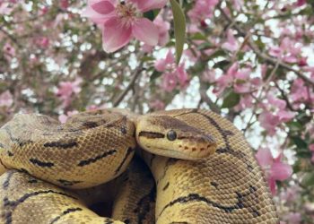 Which snakes are suitable as pets?