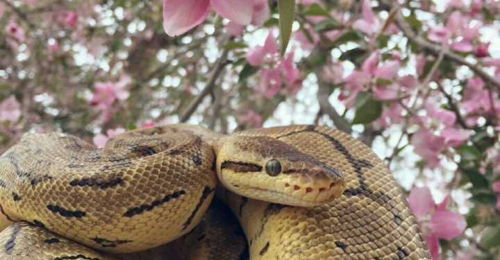 Which snakes are suitable as pets?