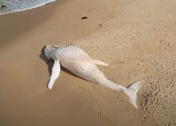 White whale washed up on Australia beach