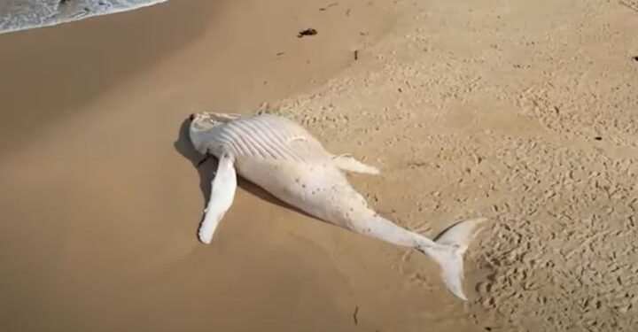 White whale washed up on Australia beach