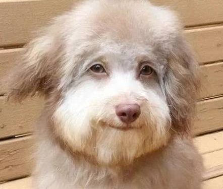 This dog has a human face!