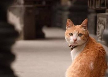 The cat ran to the temple every day, thinking it was sincerely worshipping Buddha, but it ended up sleeping on the roof!