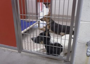 Dogs waiting to be adopted inside Pima Animal Care Center in Tucson, Arizona.