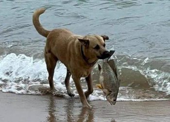 The dog was playing at the beach and caught a big fish the next second!