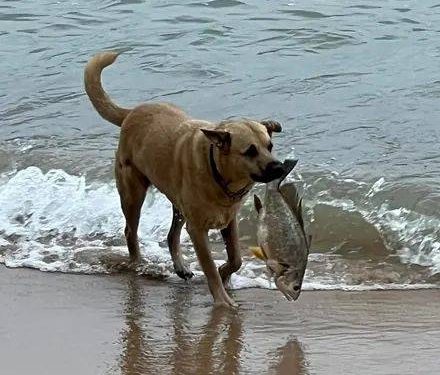 The dog was playing at the beach and caught a big fish the next second!