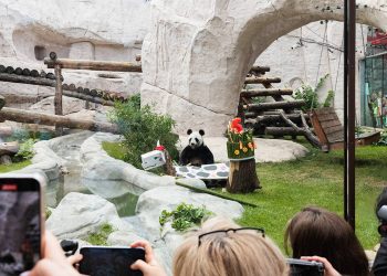 Giant pandas “Ruyi” and “Dingding” celebrate their birthdays in Moscow