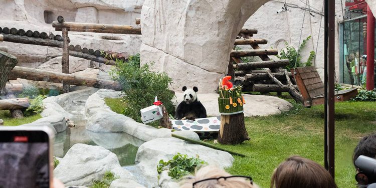 Giant pandas “Ruyi” and “Dingding” celebrate their birthdays in Moscow