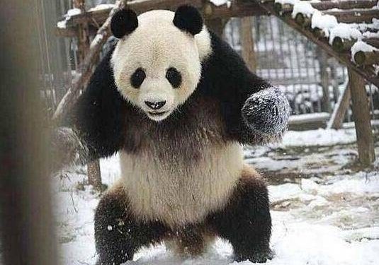After seeing the snow for the first time, the panda rolled in the snow with excitement!