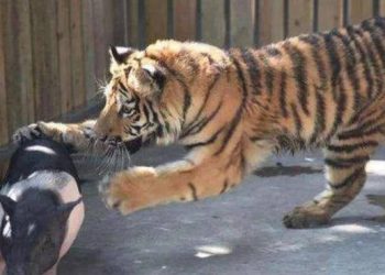 Pig-mother see tigers as their own children, but when tigers grow up, they treat like this she