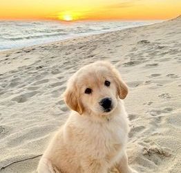 What does a golden retriever wagging its tail mean?