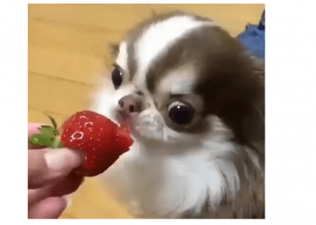 As soon as the dog bites the strawberry, the eyes start acting