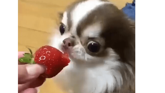 As soon as the dog bites the strawberry, the eyes start acting