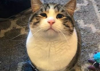 The kitten has a pair of “innocent eyes”