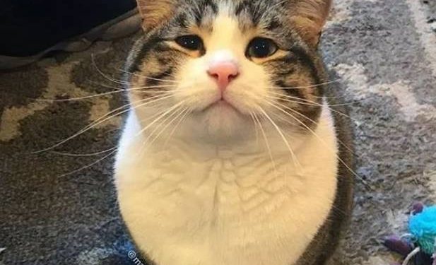 The kitten has a pair of “innocent eyes”