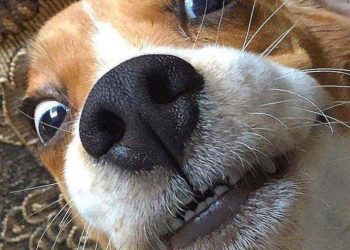 Dogs just love to get your attention