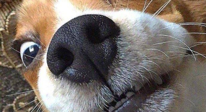 Dogs just love to get your attention