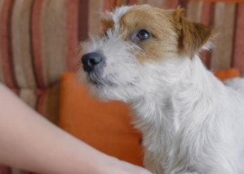 When the owner touches the dog’s paws, why do they retract?