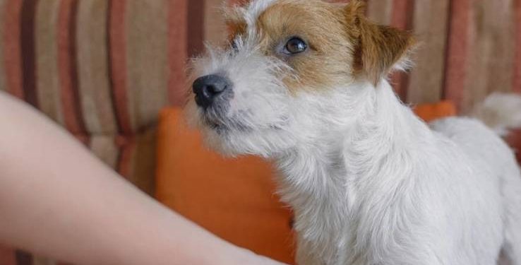 When the owner touches the dog’s paws, why do they retract?