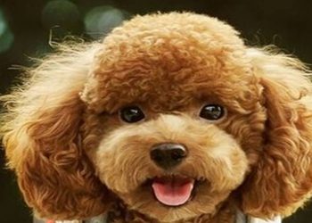 Why do dogs run away from home before they know they will die?