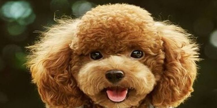 Why do dogs run away from home before they know they will die?