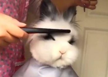 When the owner brings the rabbit to the pet store for a “haircut”, netizens: I feel pretty