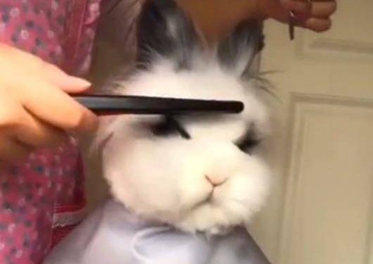 When the owner brings the rabbit to the pet store for a “haircut”, netizens: I feel pretty