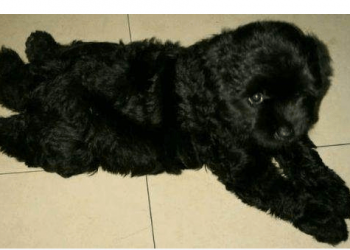 The male owner was on a business trip for 2 weeks, left water and food for the dog, and he was stunned when he came back