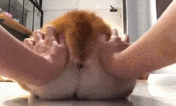 The owner always massages the dog’s buttocks, the dog: indifference and indifferent