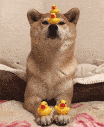 Dogs just love to get your attention