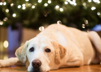 What you need to know about pets