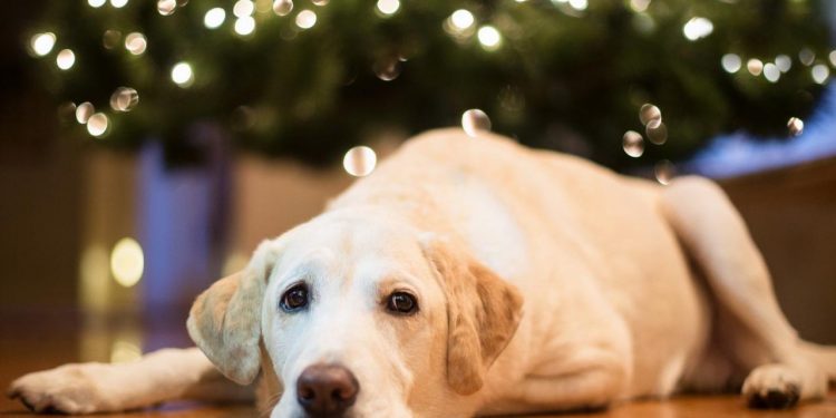 What you need to know about pets