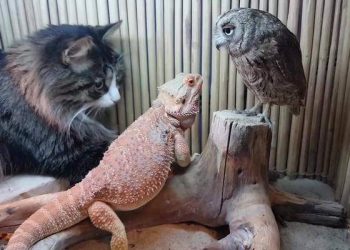 The cat that saw the owl for the first time, cat: What is this? Why are you so similar to me?