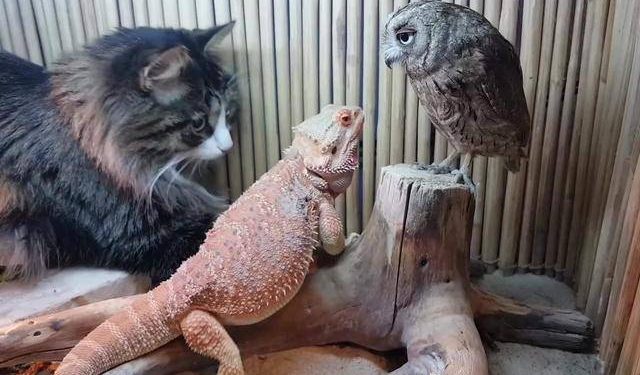 The cat that saw the owl for the first time, cat: What is this? Why are you so similar to me?