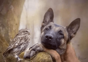 The pet dog protects the pet owl outdoors~