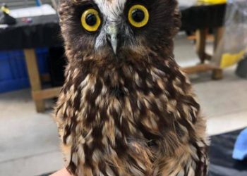 Bathing the owl, the contrast between before and after is too big, netizen: Are you sure it is the same one?