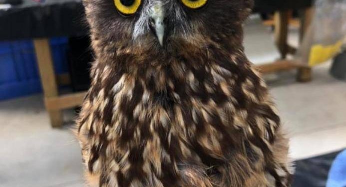 Bathing the owl, the contrast between before and after is too big, netizen: Are you sure it is the same one?