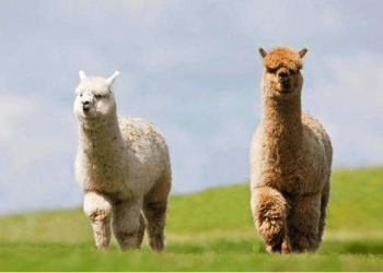 Alpaca takes revenge on owner after being sheared