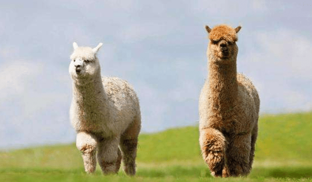 Alpaca takes revenge on owner after being sheared