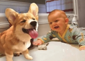 The dog grabs the baby’s biscuits and the baby is about to cry
