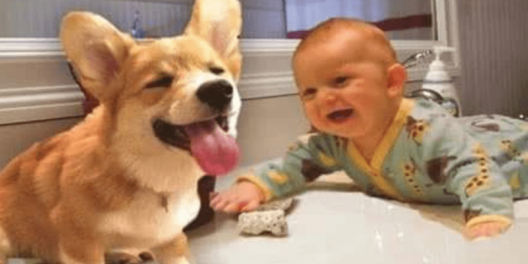 The dog grabs the baby’s biscuits and the baby is about to cry