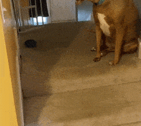 Dog becomes internet celebrity with ‘shocked face’