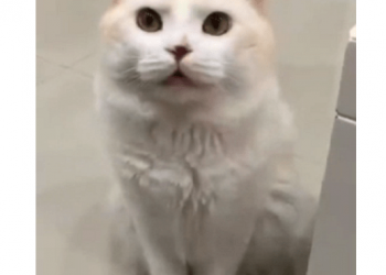 The cat has to ask the owner to accompany it to sleep, or it will wait forever~