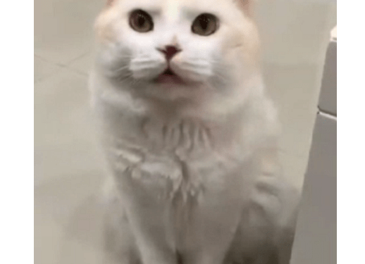 The cat has to ask the owner to accompany it to sleep, or it will wait forever~