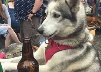 Husky stole his master’s wine and got drunk