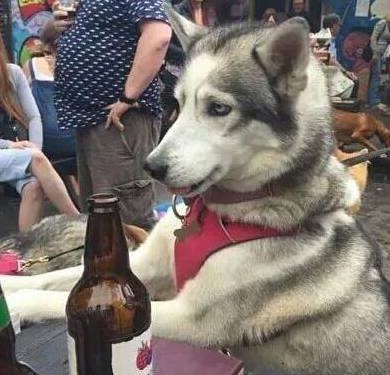 Husky stole his master’s wine and got drunk