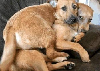 The dog met his long-lost son, just because of a small gesture,