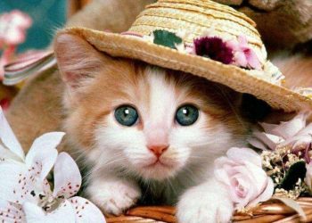 Does the cat suddenly have no energy and always sleep? Be wary of these reasons