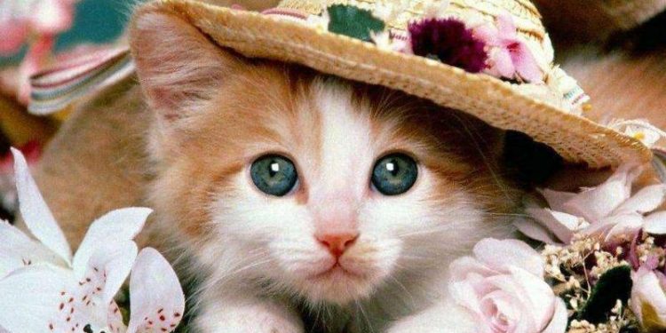 Does the cat suddenly have no energy and always sleep? Be wary of these reasons